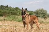 MALINOIS 939